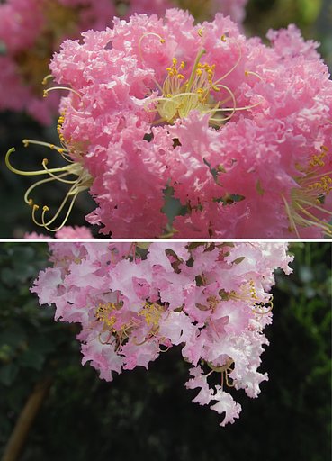 花の色