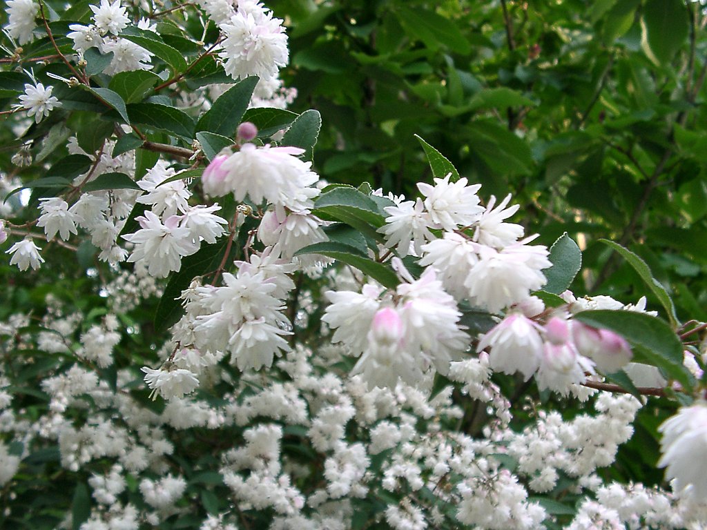▼アジサイの仲間の花