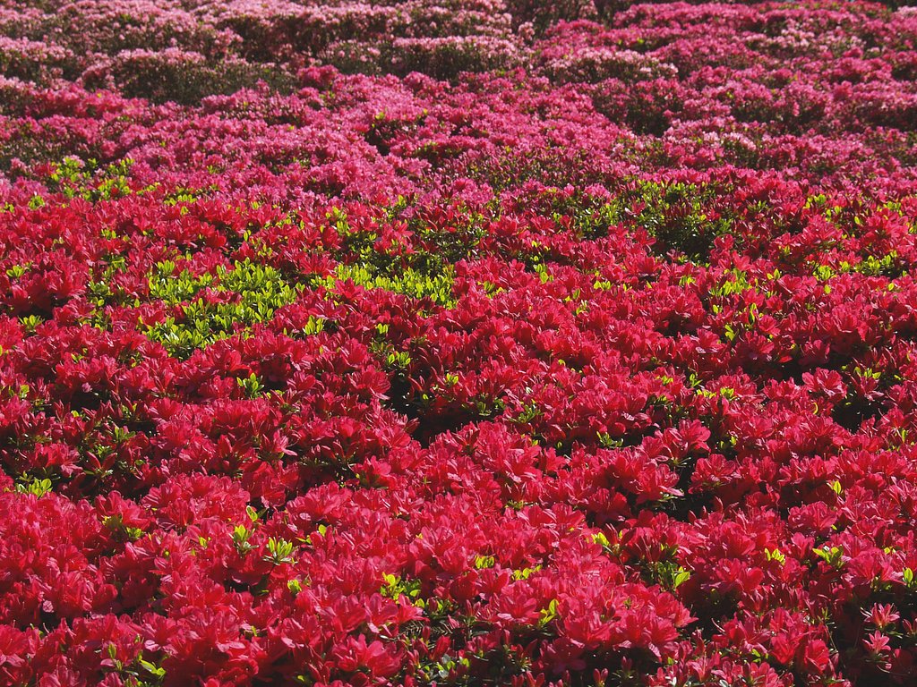 ツツジ山