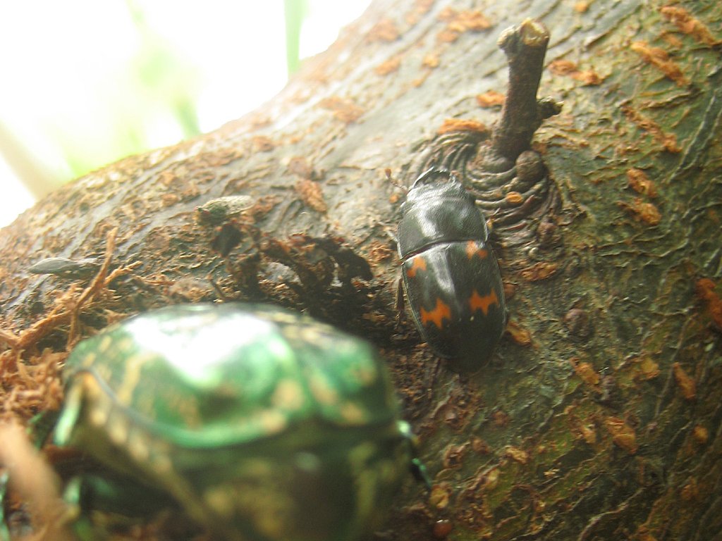 ヨツボシケシキスイ