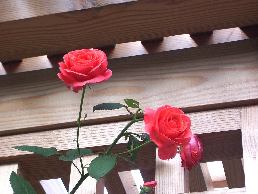 薔薇