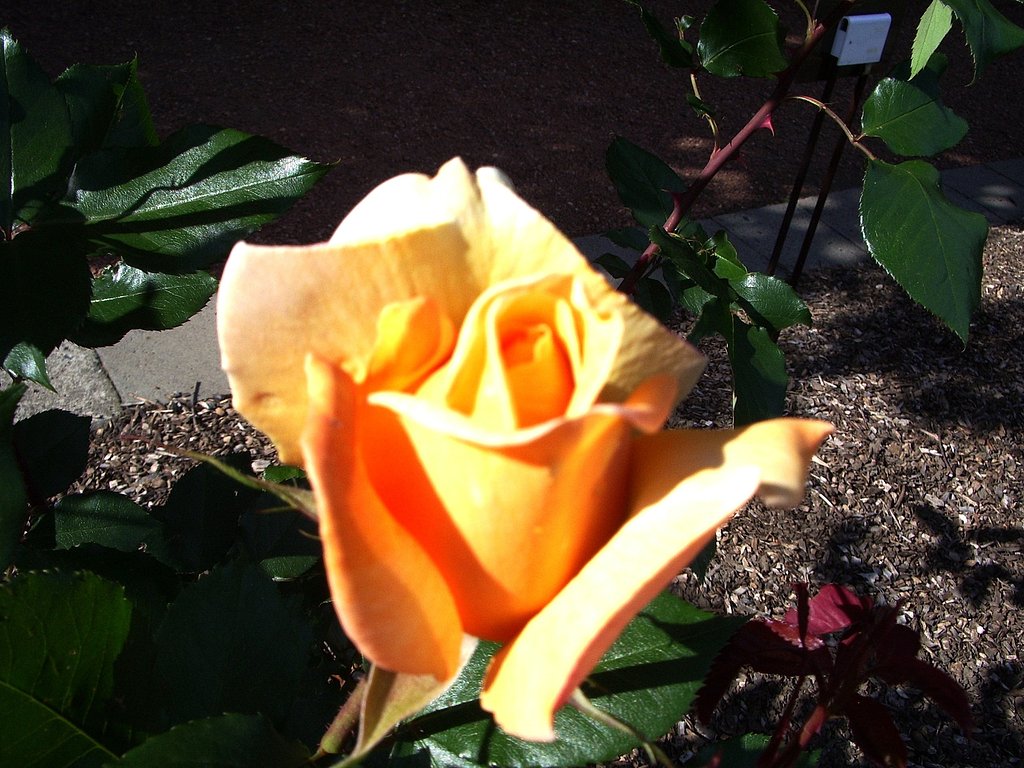 オレンジ薔薇♪
