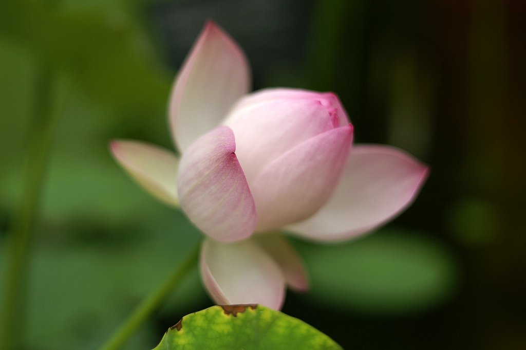 英蓮