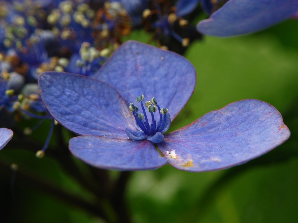 中性花に蕊