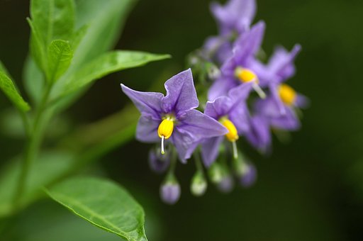 【紫２２】　英国の花　紫