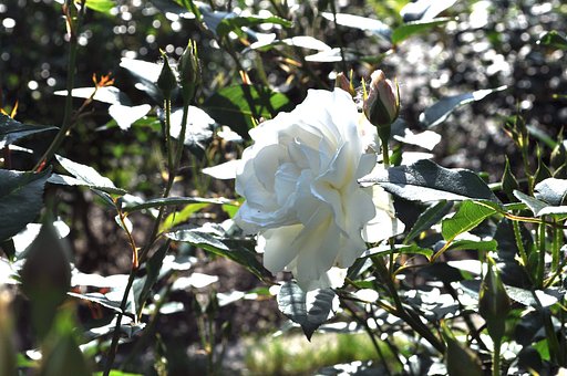 白い薔薇