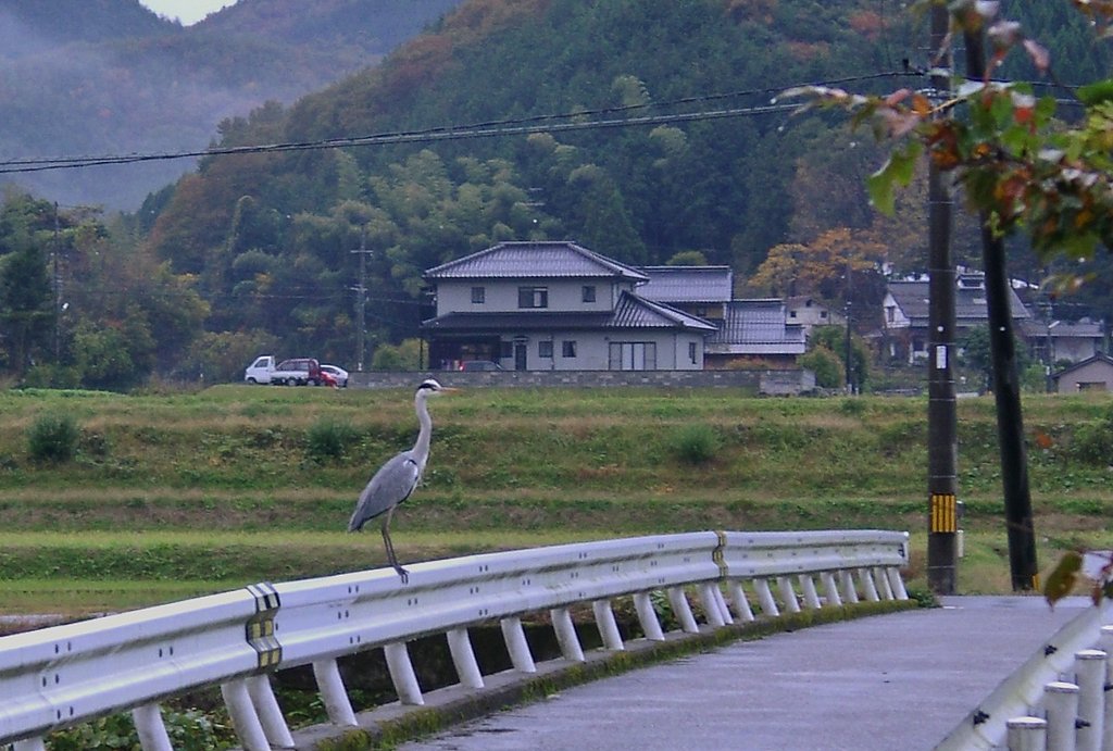 蒲生川の橋の欄干にアオサギが!