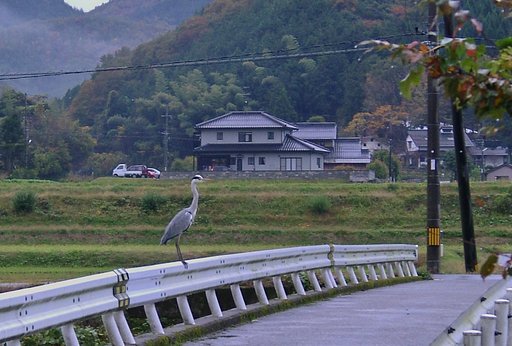 蒲生川の橋の欄干にアオサギが!