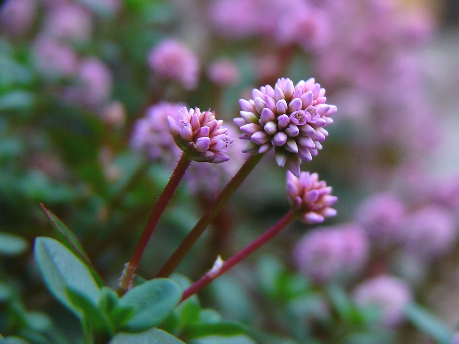 つぶらな花・・・