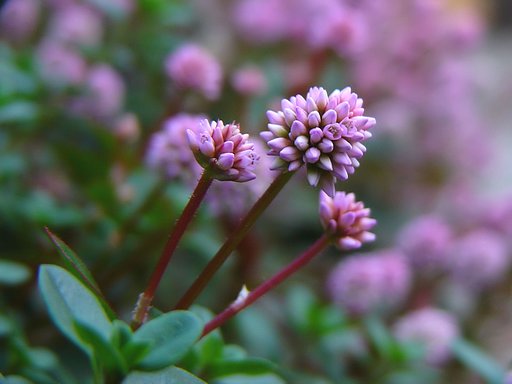 つぶらな花・・・