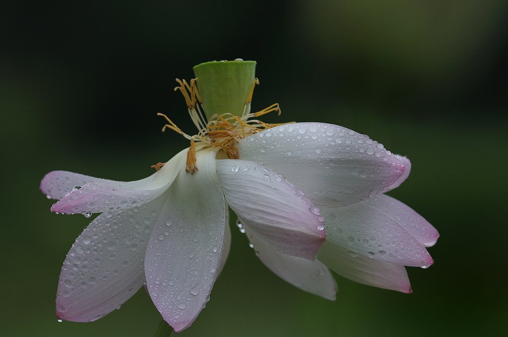 雨上がりの蓮沼で