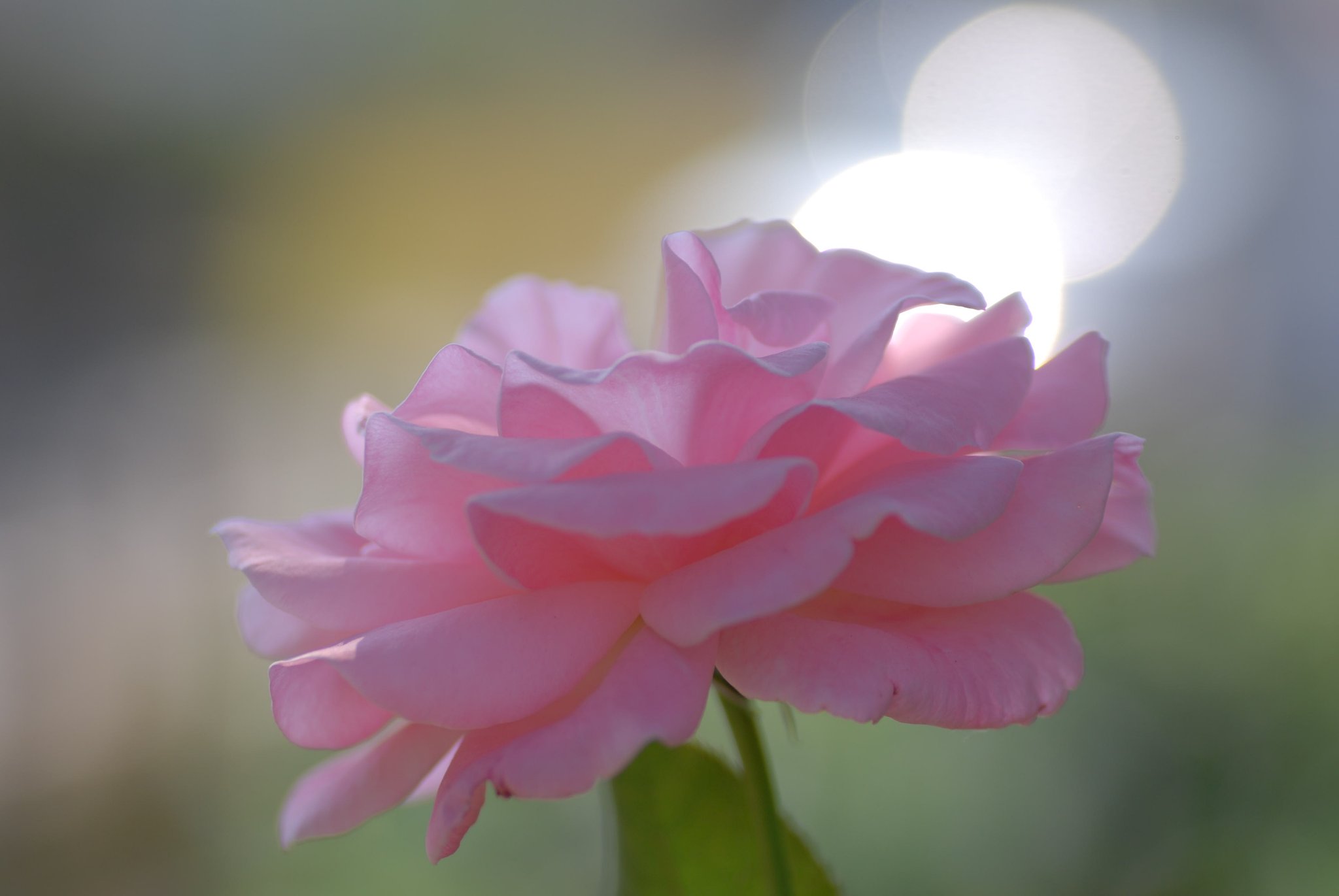 薔薇　