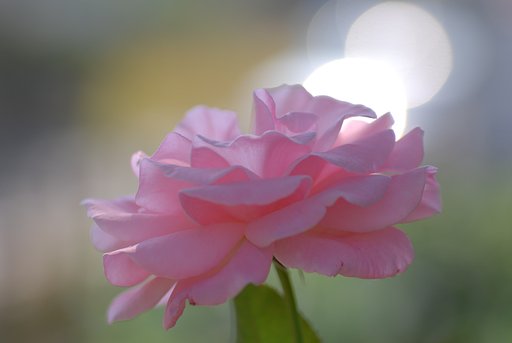 薔薇　