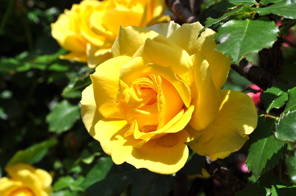 薔薇ょん♪