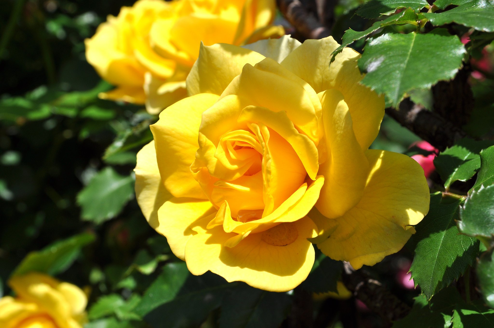 薔薇ょん♪