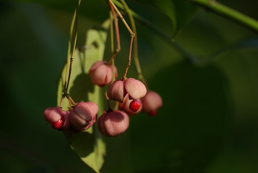 【秋】　木洩れ陽