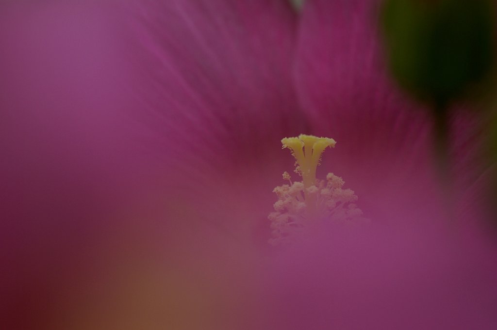 酔芙蓉