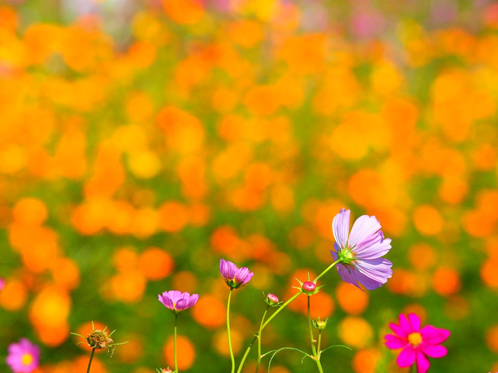 ＣＯＳＭＯＳ