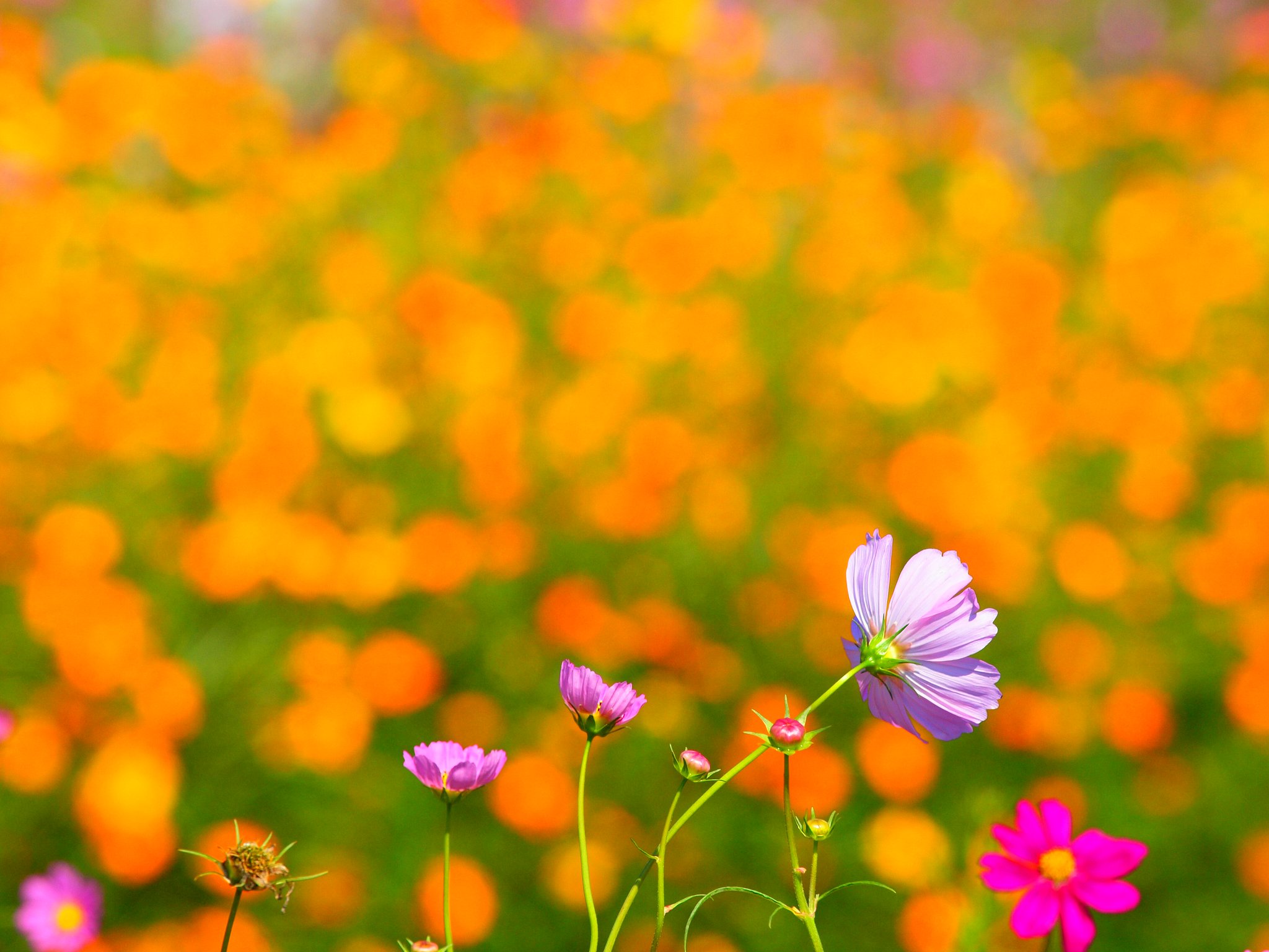 ＣＯＳＭＯＳ