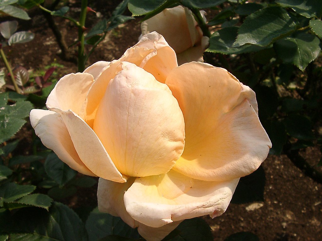★09春バラ・セレクション-72