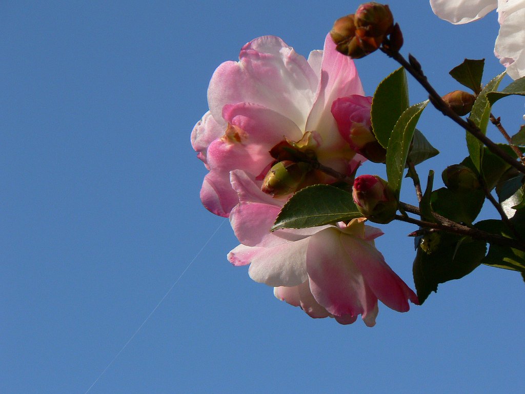 【秋】山茶花