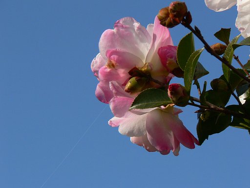 【秋】山茶花