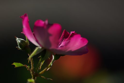 【秋】　朝の薔薇