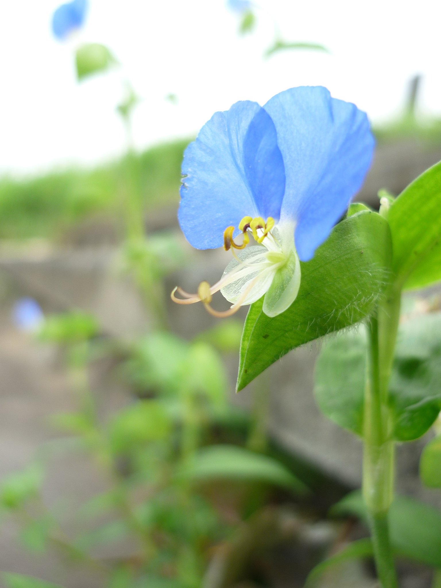 歌う