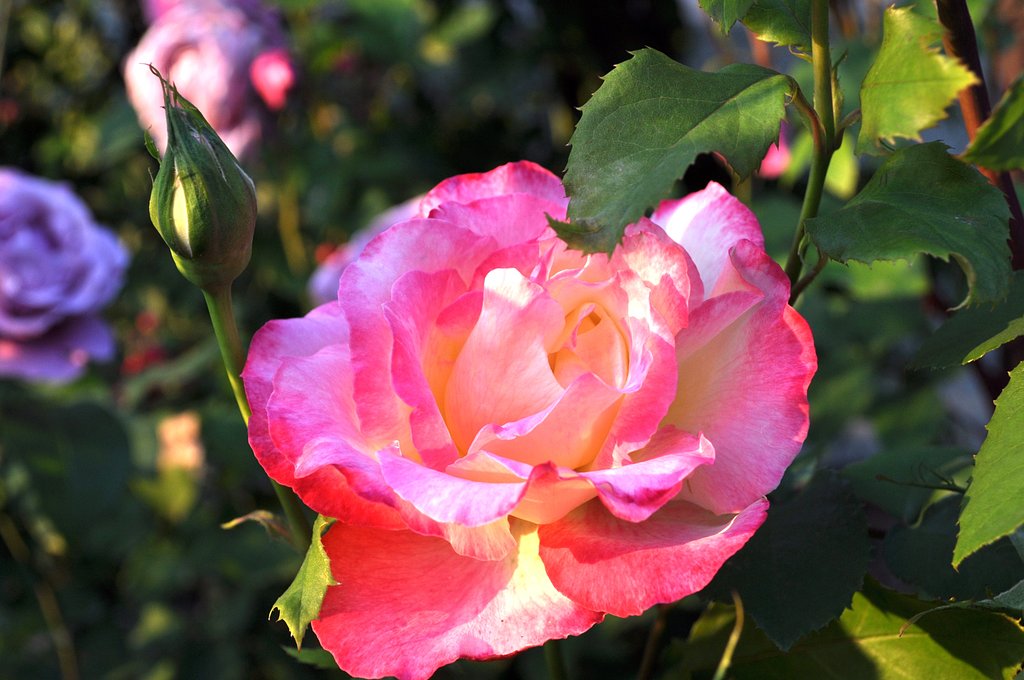 ばら薔薇バラ♪
