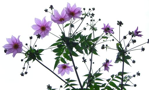 皇帝ダリア　８個開きました！