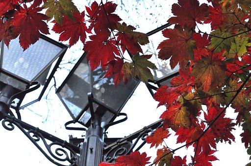 【秋】紅葉