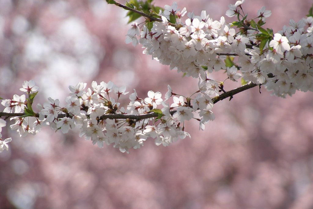 桜溢れる