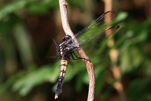 オオシオカラ　♀