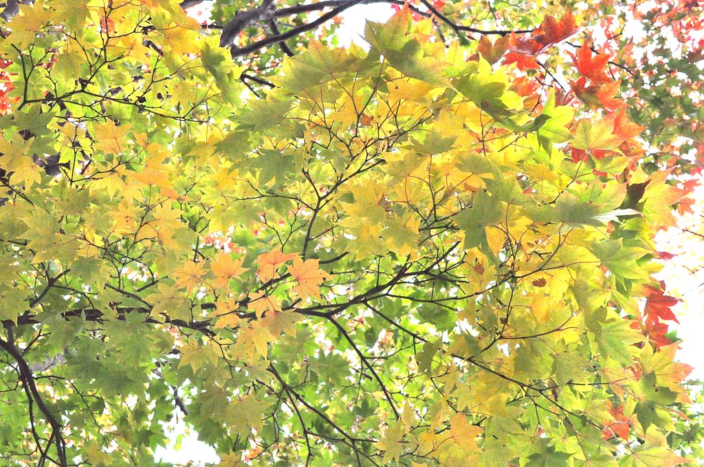 【秋】眩しいほどにぃ・・・