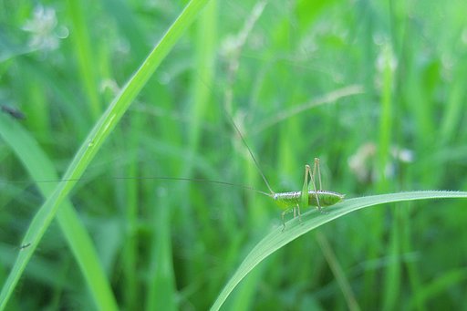 なんとなくヤブキリ幼虫