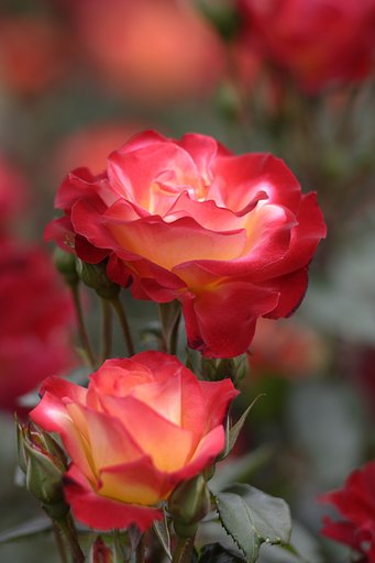 とっても綺麗な薔薇
