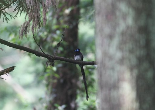 非常に珍しい鳥「サンコウチョウ」