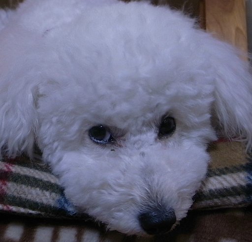 眼つき
