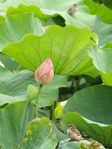 今日はまだかな？