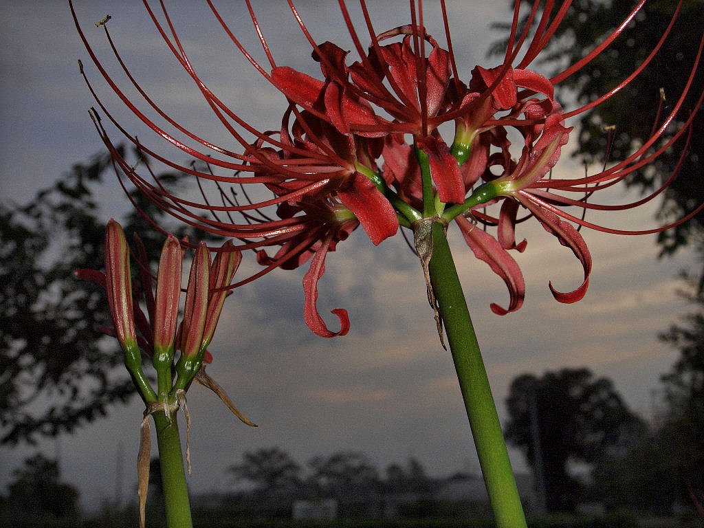 彼岸花