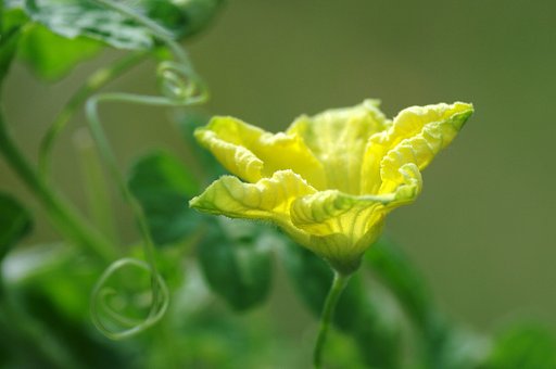 ゴーヤの花