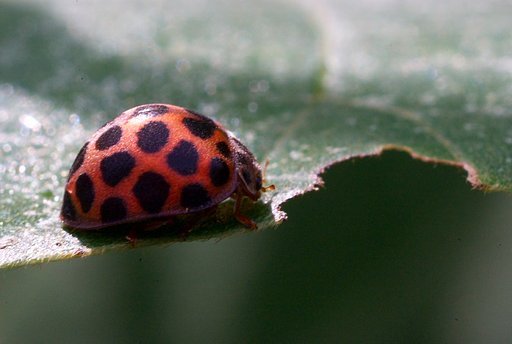 意外と毛深いテントウムシ