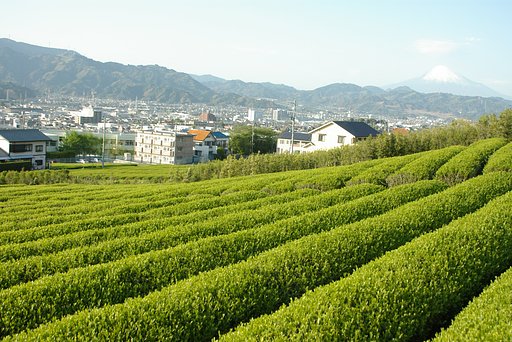 向こうの山