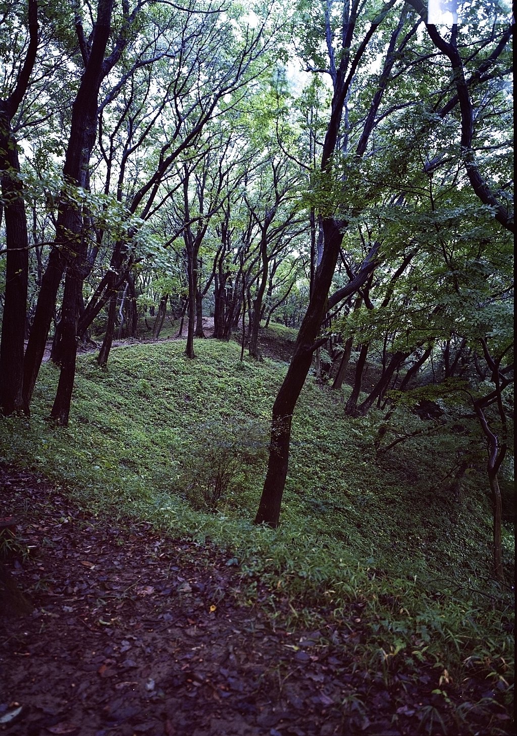 雨中の散策路