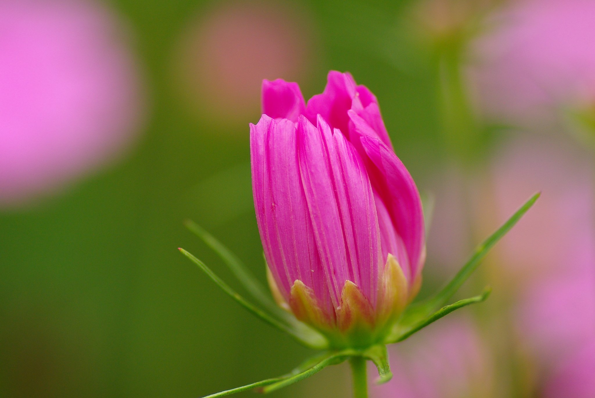 何の花？