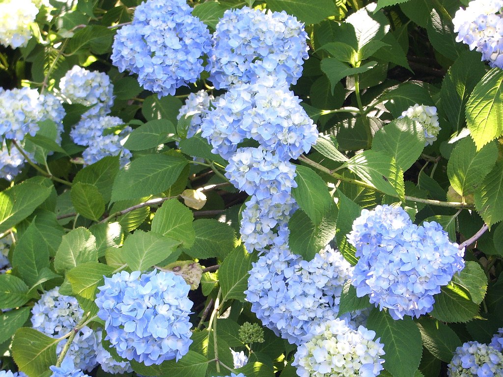 紫陽花