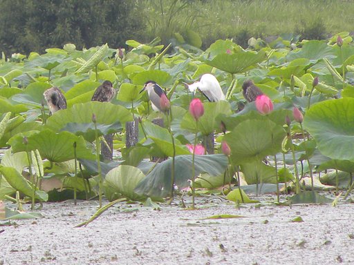ゴイサギ、ゴイサギ幼鳥、コサギの