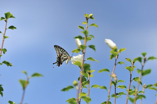 東京の花　+アゲハ