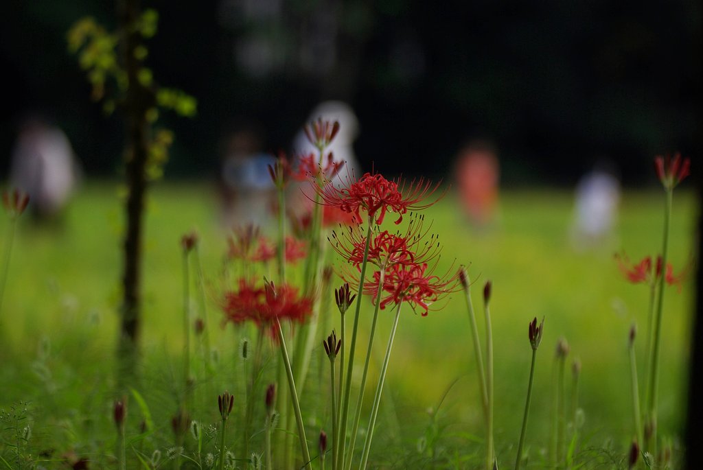 昼下がりの曼珠沙華