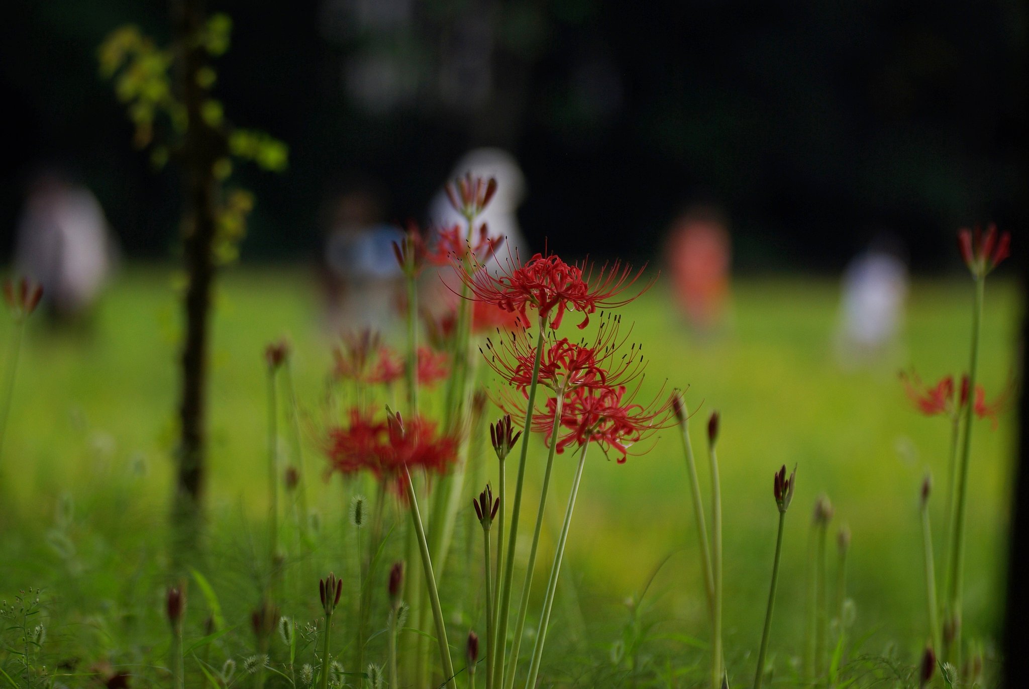 昼下がりの曼珠沙華